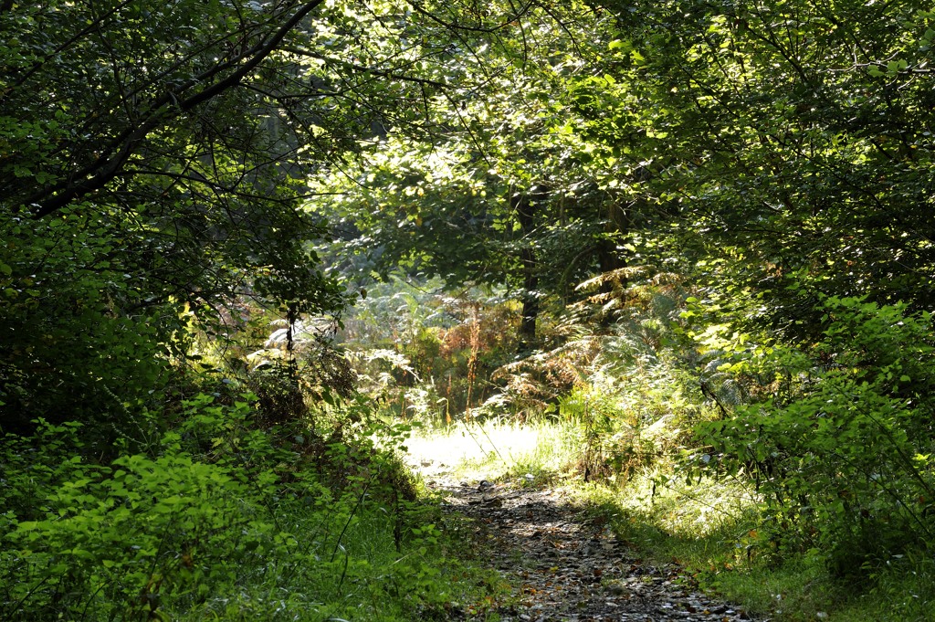 Picture of Ranmore Common